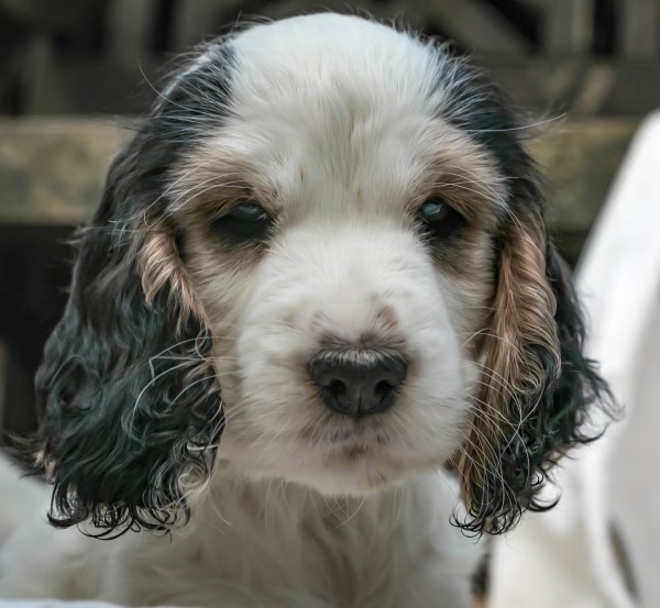 Mooi sable bont teefje van 8 weekjes oud.