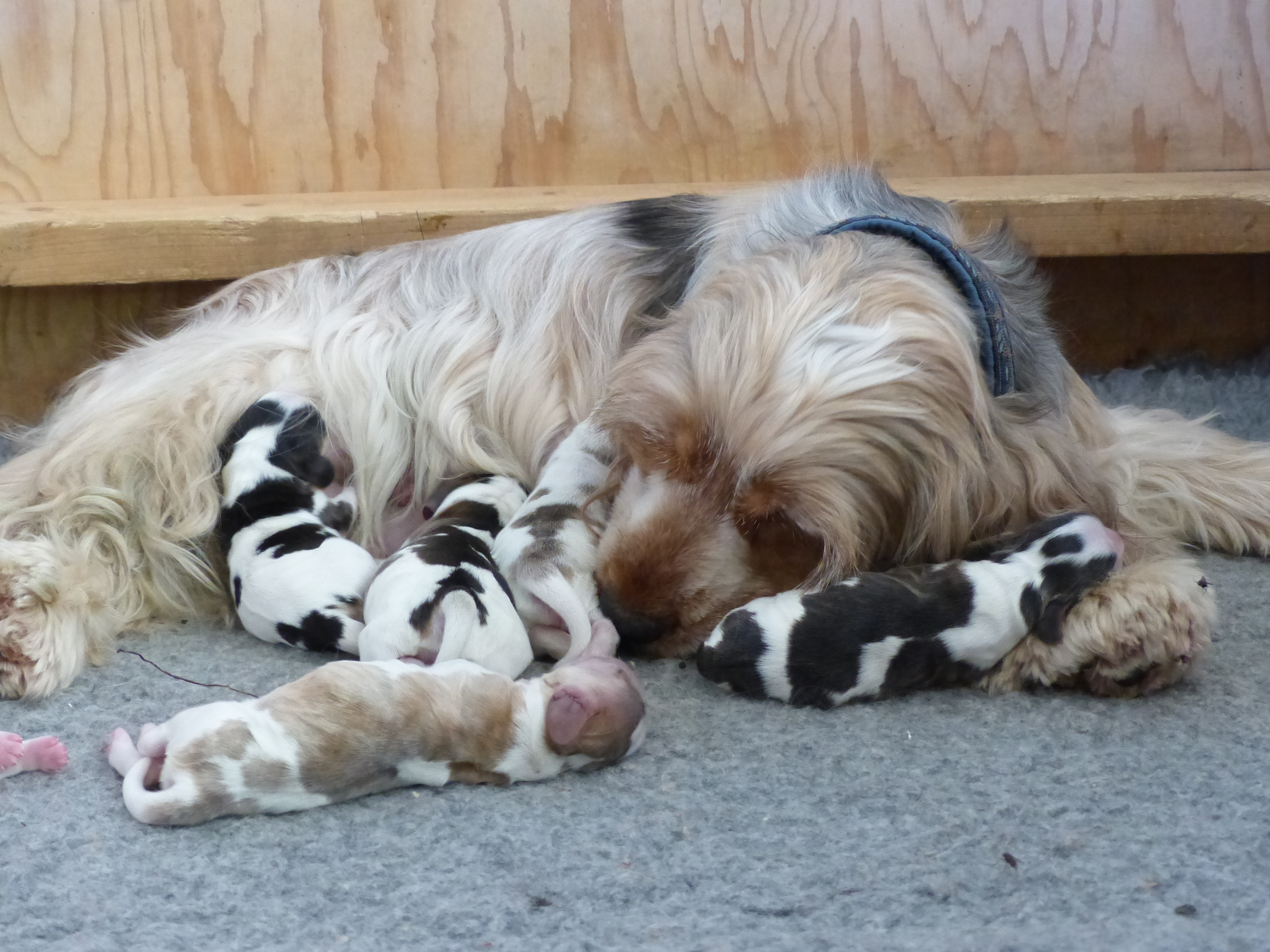 Hoera, Bonita heeft pupjes gekregen.