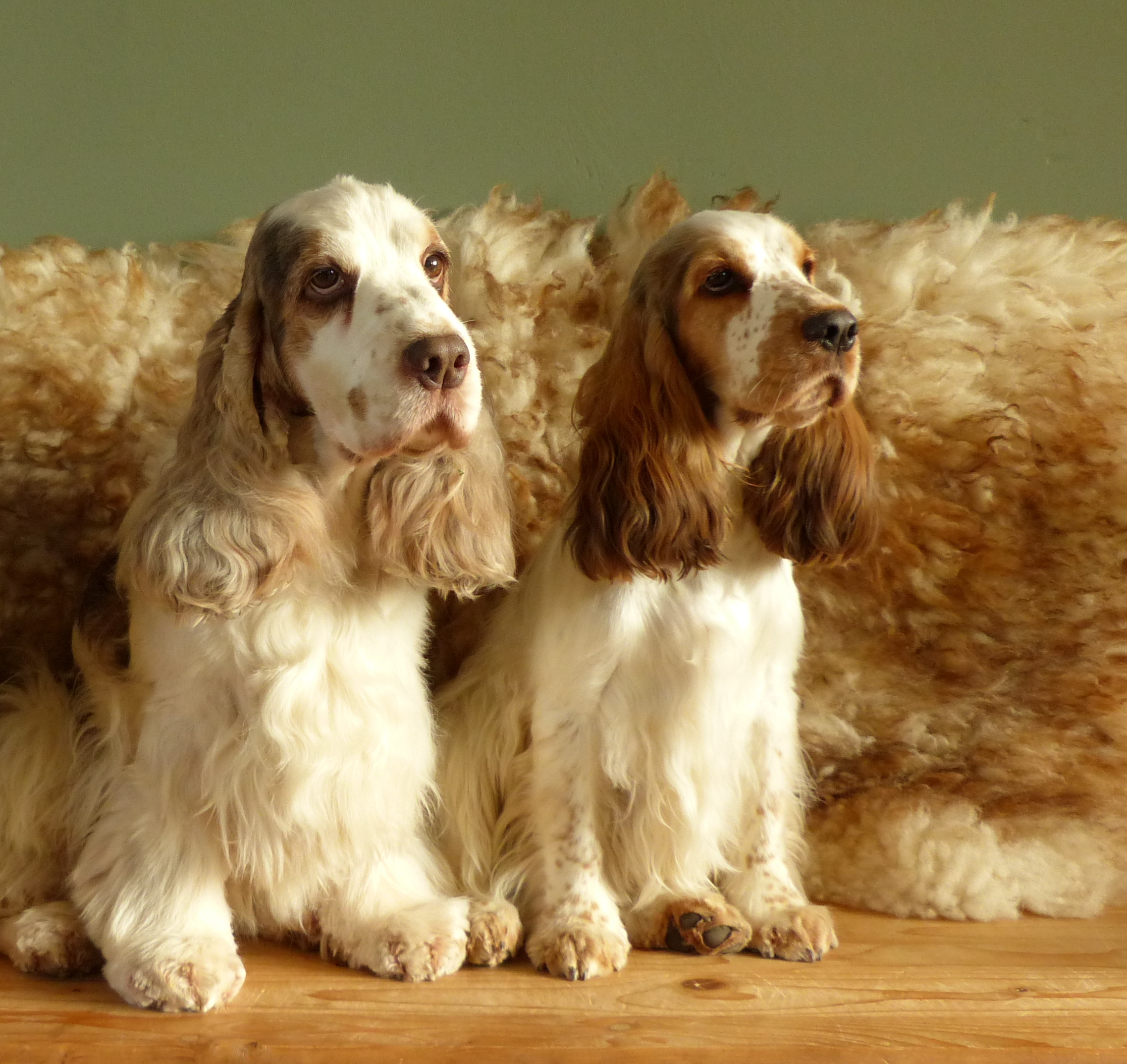 Lola en Roy verwachten puppy's