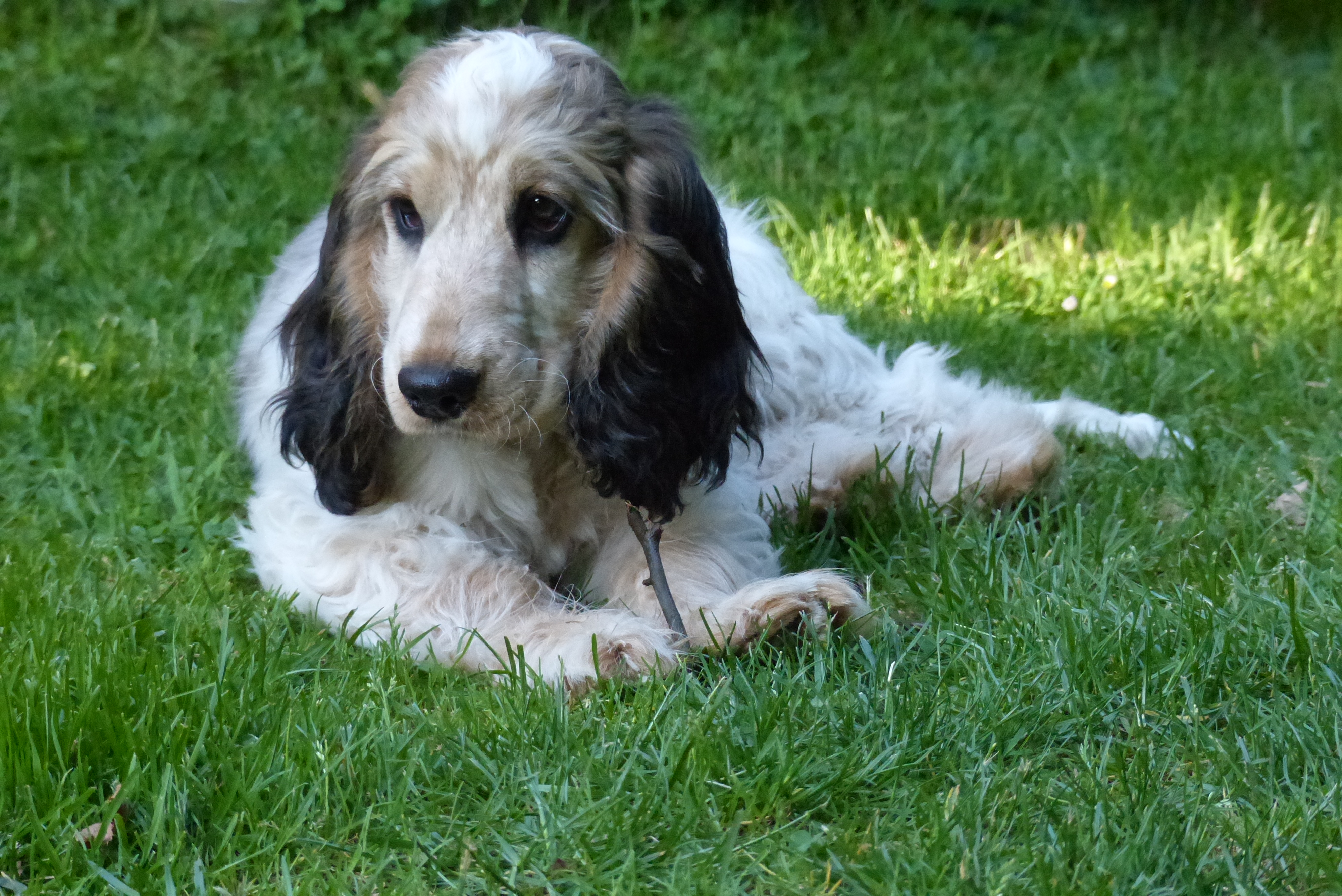 Milo ook alweer 4 maandjes oud