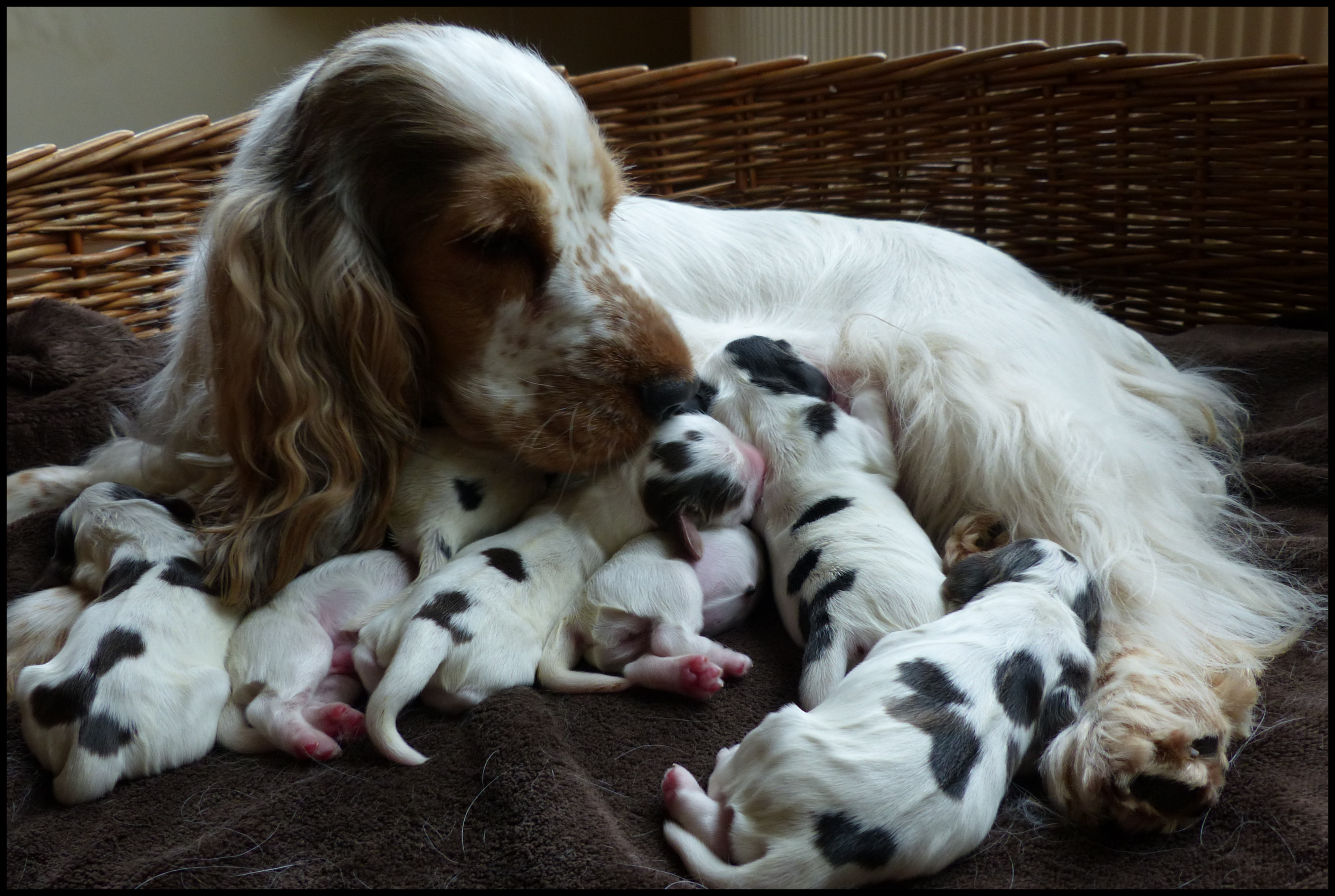 Hoera, Lola is moeder geworden